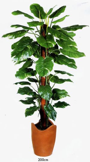 花草树木免抠 花草树木免抠