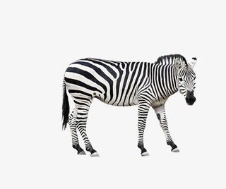 一只花斑马免抠