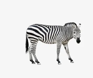 一只花斑马免抠