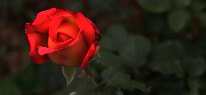 玫瑰花背景高清