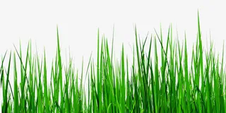 城市风景绿色小草免抠