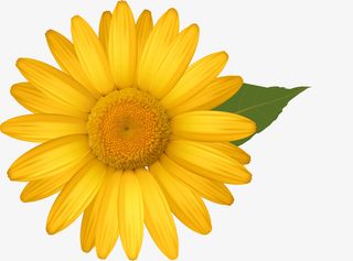 矢量黄色鲜花png图免抠