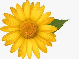 矢量黄色鲜花png图免抠