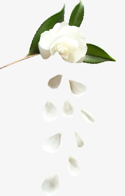 白色玫瑰花免抠