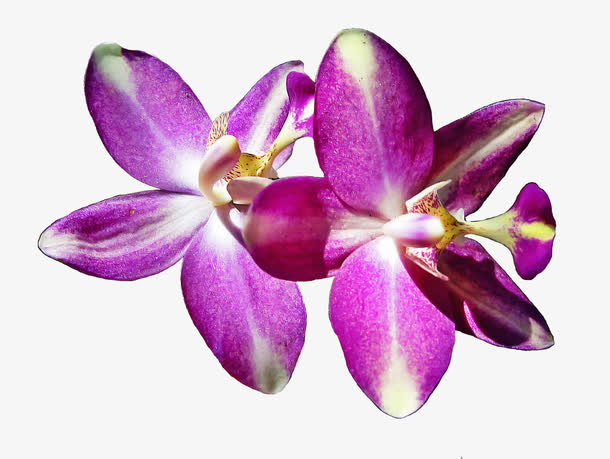 兰花花瓣免抠