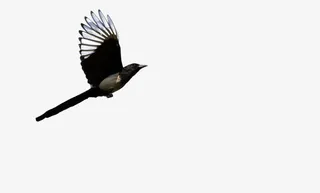飞翔的黑色白边喜鹊免抠
