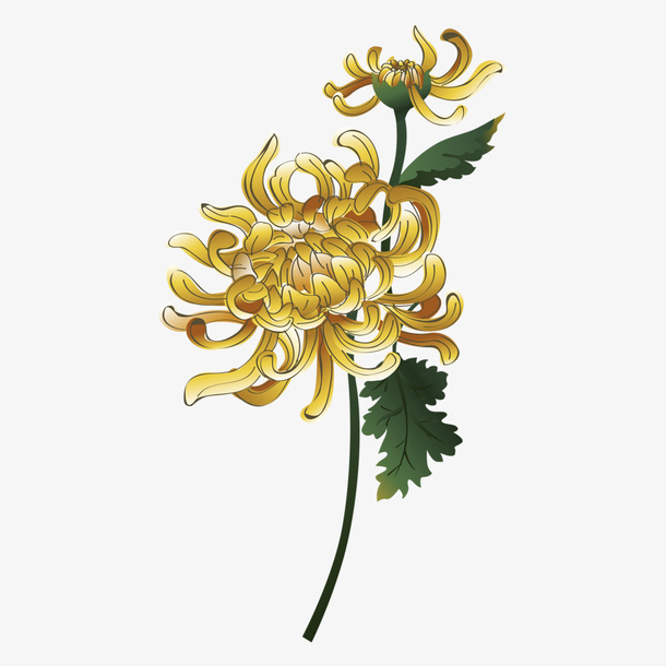 国潮中国风菊花免抠