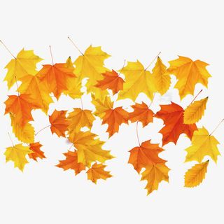 美丽的秋叶背景