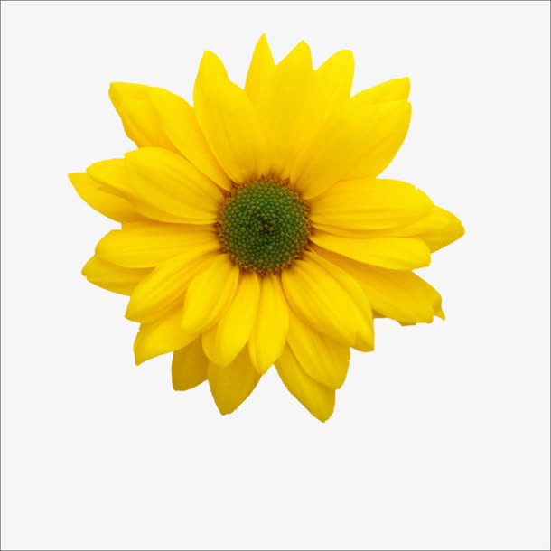 重阳鲜花免抠