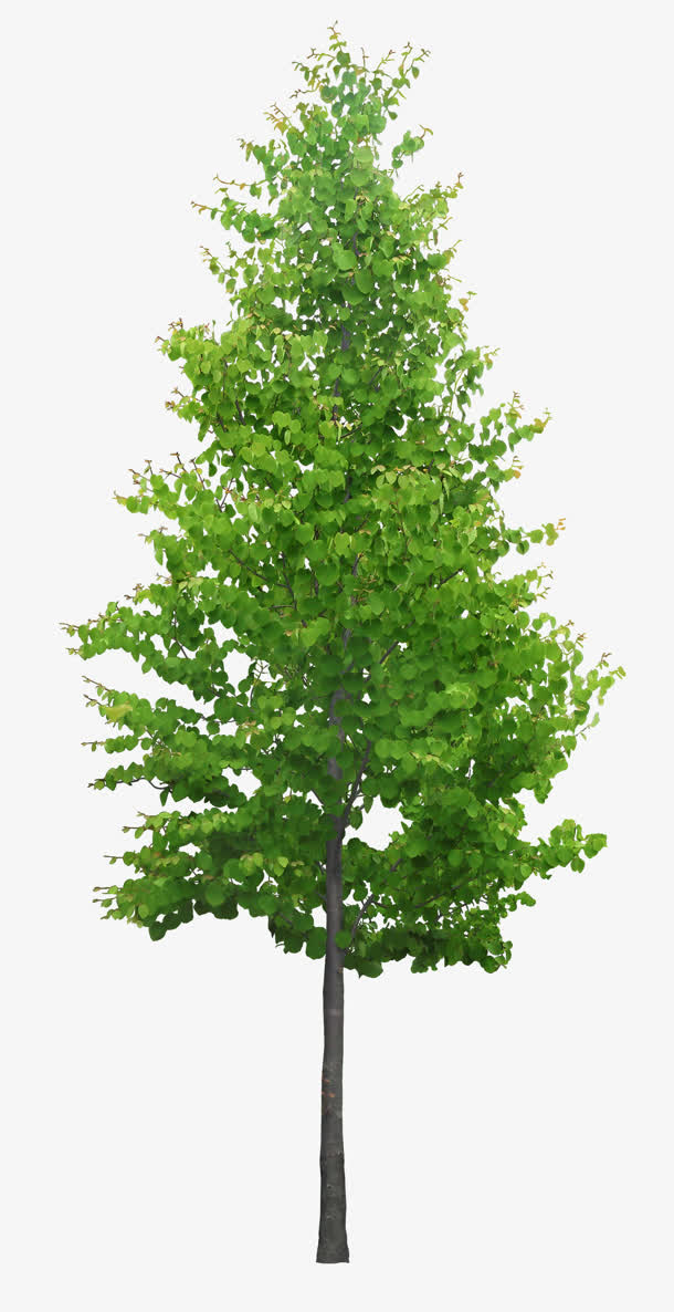草本植物树木高清免抠素材图片PNG免抠
