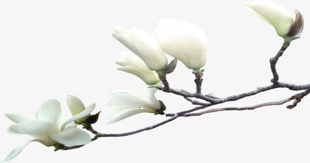 白色高清风景花朵树枝免抠