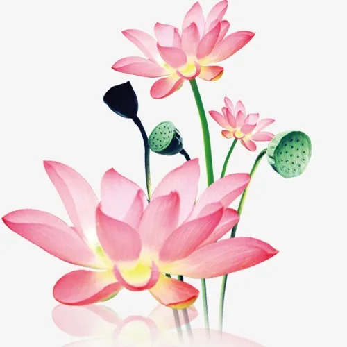 荷花，水珠，莲蓬，花包免抠
