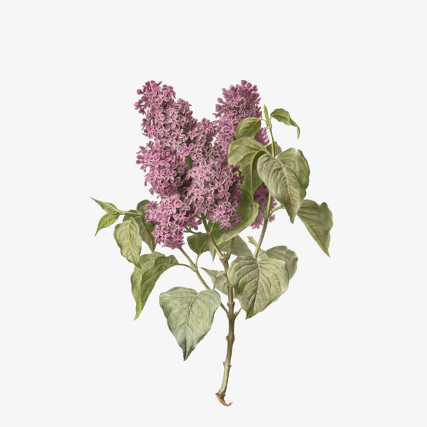 手绘一枝复古丁香花设计免抠免抠