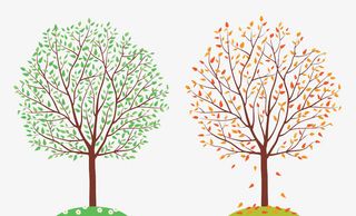 春秋季节树木矢量图免抠