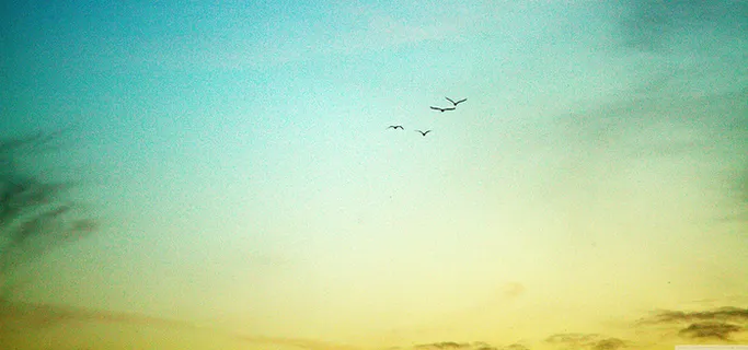 天空下南归的大雁图片高清