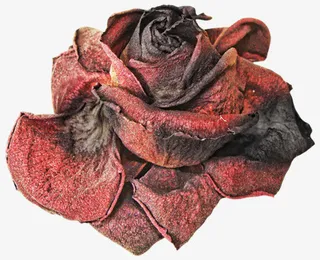 腐烂的玫瑰花免抠