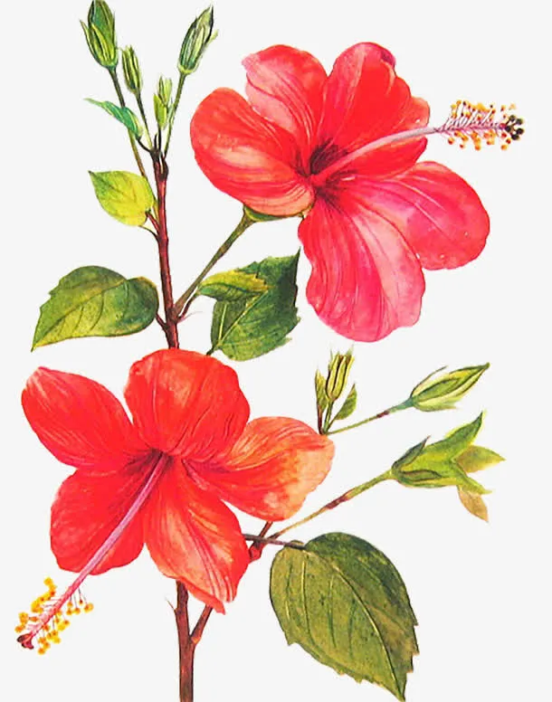 素描花朵免抠