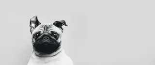 黑白小清新小狗背景高清