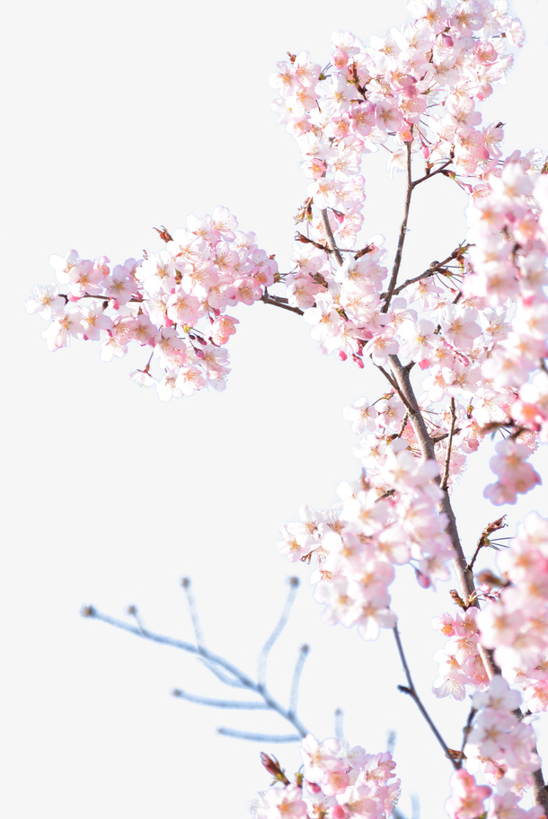 日本粉色樱花真实樱花免抠