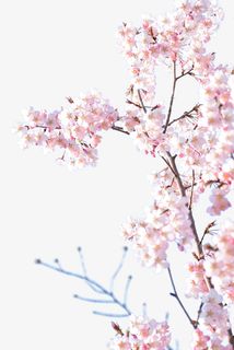 日本粉色樱花真实樱花免抠