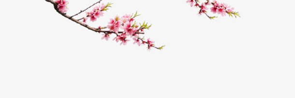一只桃花免抠