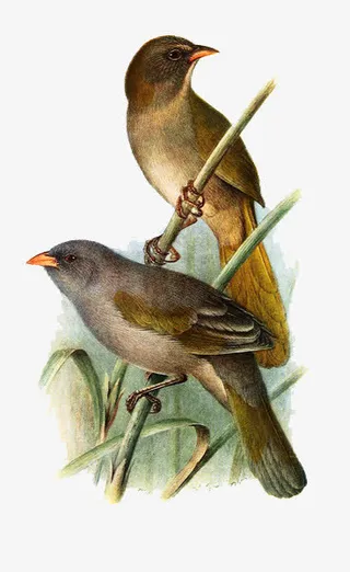 手绘唯美鸟类素材免抠