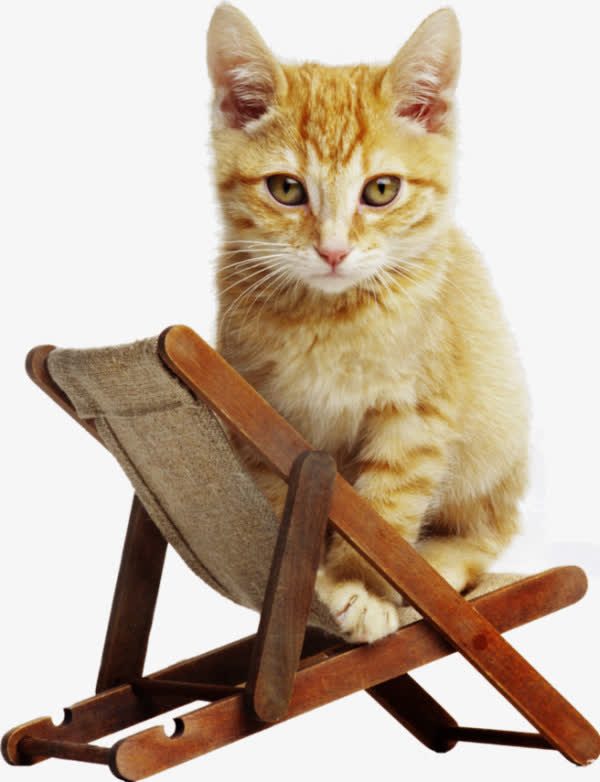 沙滩椅上的猫免抠