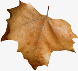 枯萎的枫叶免抠
