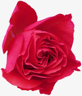 玫瑰花免抠