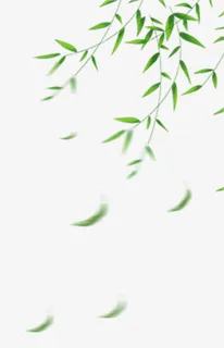 柳叶 春天 模糊 枝条免抠动植物植物元素