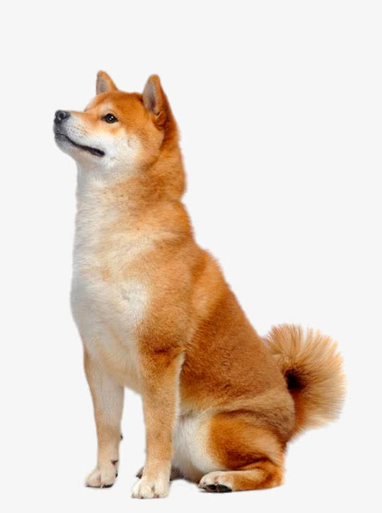望向前方的柴犬免抠