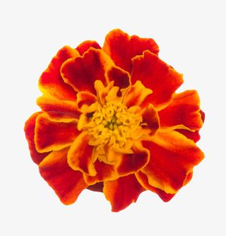 橙红色植物凋落的一朵大花实物免抠