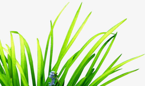 绿色渐变艺术草地植物免抠