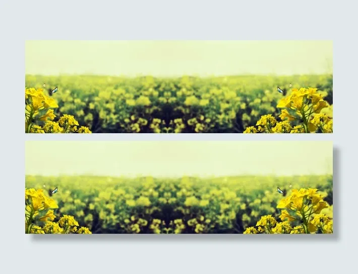 油菜花虚化唯美背景banner