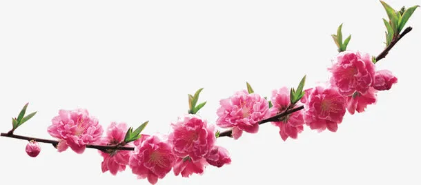 春天风景粉色桃花免抠