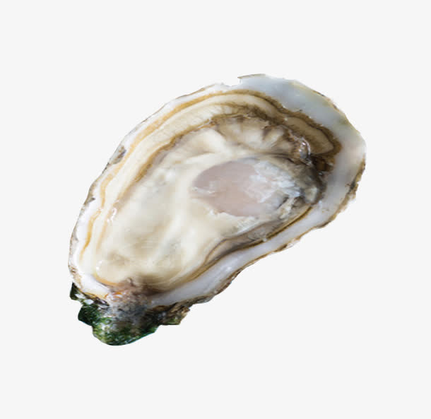 冰岛鲜活海蛎免抠