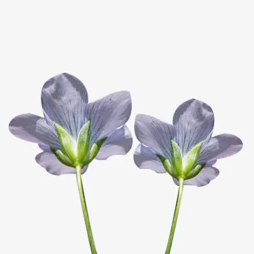 两珠亚麻籽花图片素材免抠