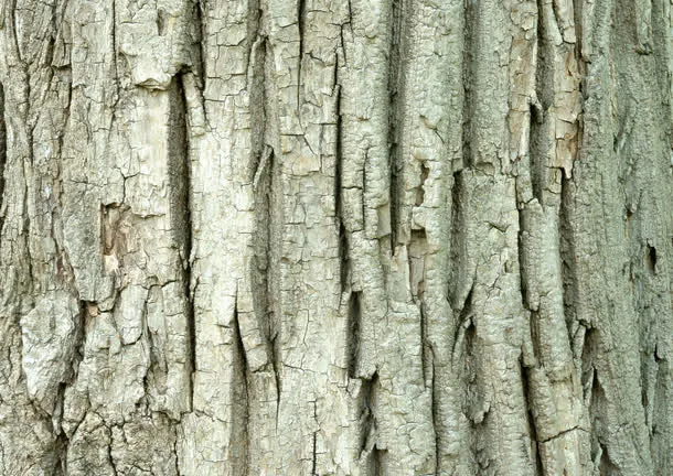树皮免抠