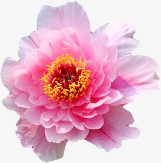 牡丹花系列免抠