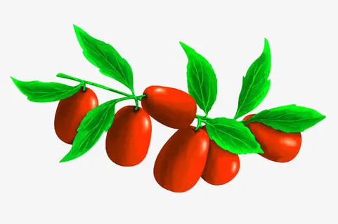 手绘插画枣叶免抠 手绘插画枣叶免抠