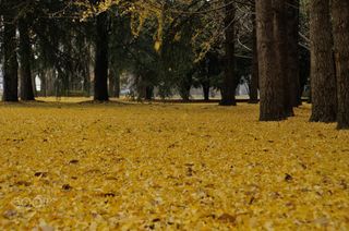 深秋厚重落叶公园免抠