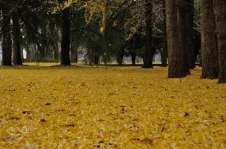 深秋厚重落叶公园免抠