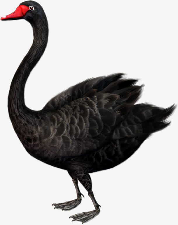 黑天鹅鸟类珍稀物种免抠