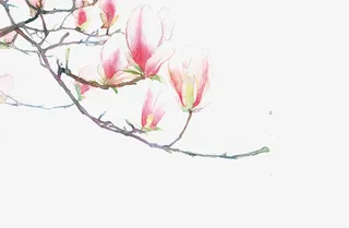 春天花朵素材3免抠