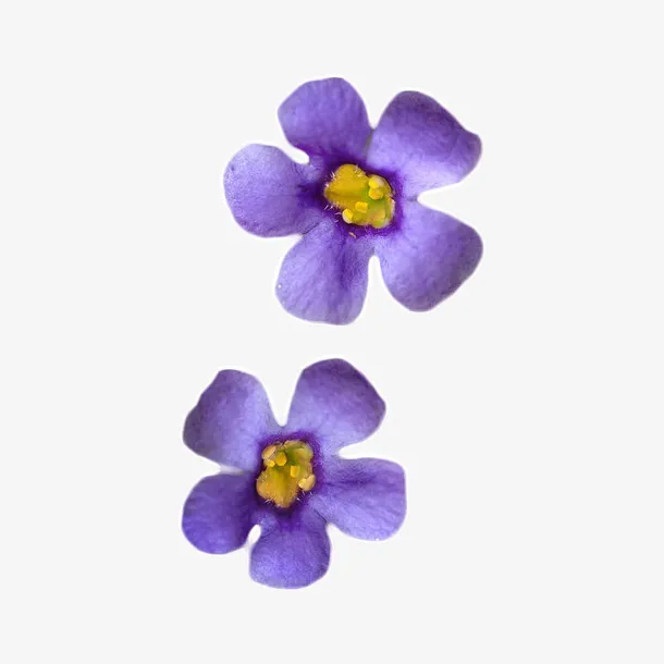 紫色小花元素免抠