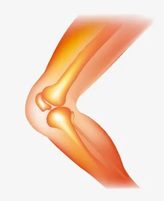 手绘人体大腿骨骼免抠