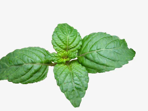 仙人草 凉粉草免抠