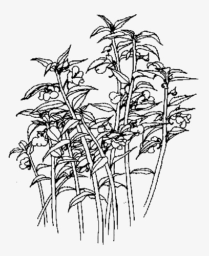 植物 鲜花 简笔画 凤仙花免抠