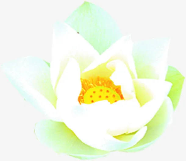 白色淡雅花朵清新免抠