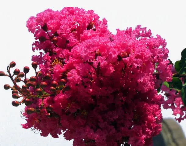 红紫薇花免抠